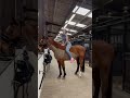 The best way to mount a horse 😂