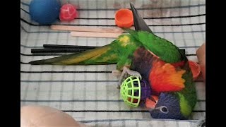 Funny Rainbow Lorikeet Attacking Balls... PLUS A Special Message!