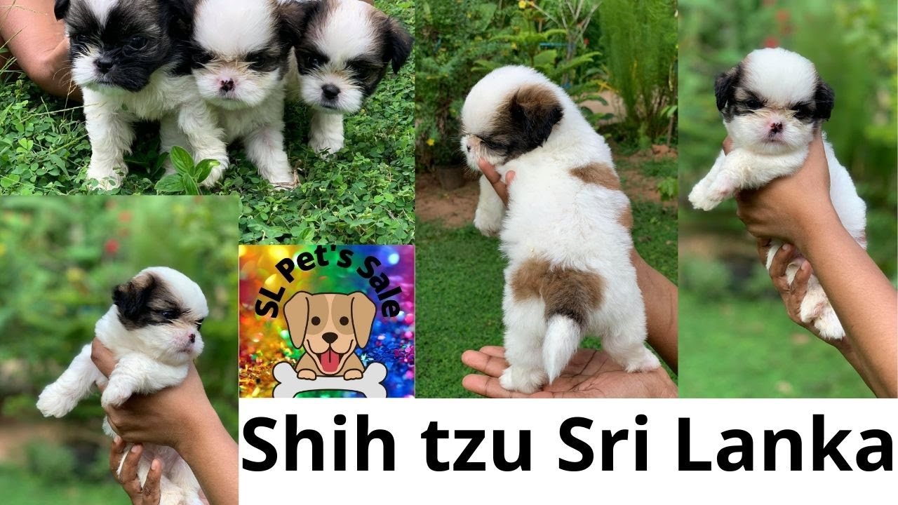 Sale Shih tzu puppies Sri Lanka contact 0779054366 shehan YouTube