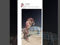 Dubai&#39;de bir adam atına boks yapmayı öğretti: