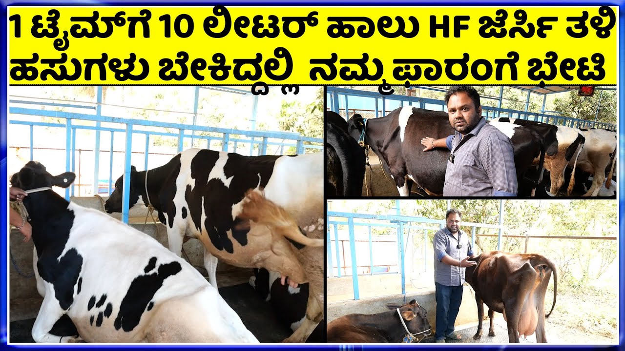 9151515975  Dairy farming ಮಂಡ್ಯ-ನಾಗಮಂಗಲದ ಹೈ-ಕ್ವಾಲಿಟಿ ಹಸುಗಳು ಮಾರಾಟಕ್ಕೆ