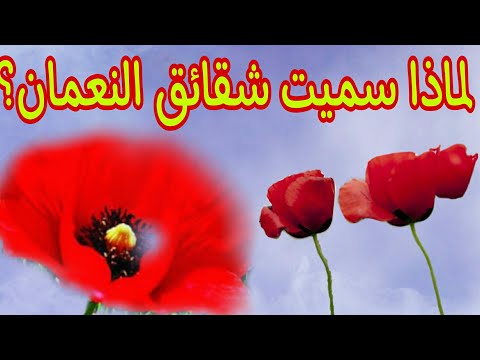 لماذا سميت أزهار شقائق النعمان بهذا الاسم