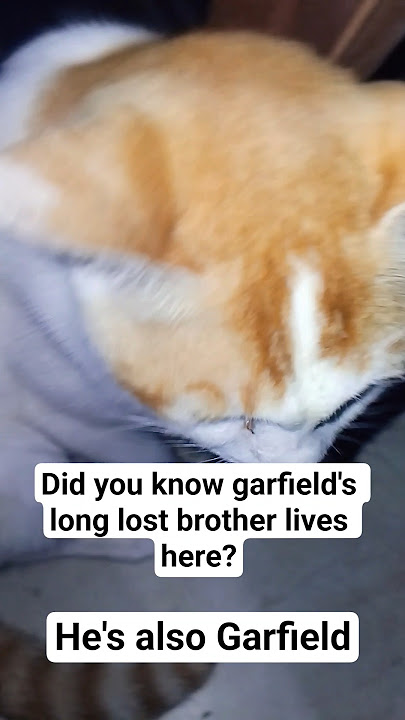 Garfield's long lost brother #kittens #cat #cute #meow #garfield