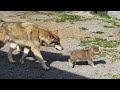 【閲覧注意】初めて仔犬を見た狼犬のまさかの反応