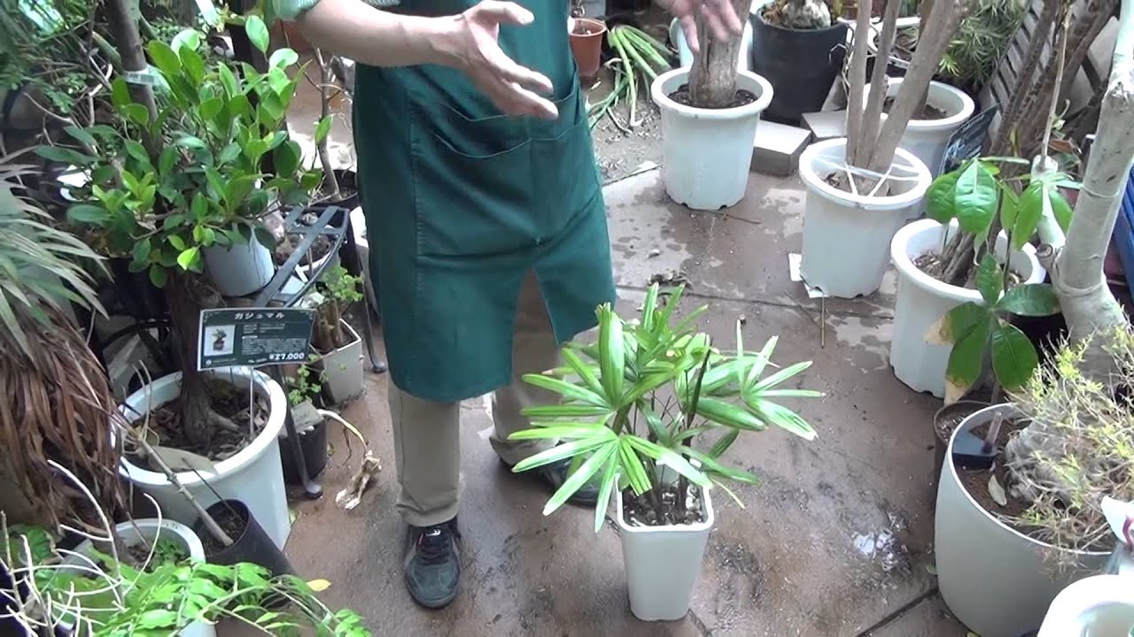 斑入り観音竹の置き場所 経過報告 その3 順化作業の説明 - YouTube