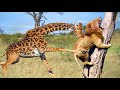 Giraffe Chews On Lion's Head And Stomps It To Escape - Giraffe Vs Lion