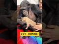 Chimp or Child? The Similarities Are Wild #YouWontBelieveThis #FunFacts  #didyouknow
