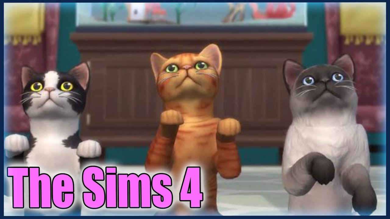 Jak mít kotata v The Sims 4?