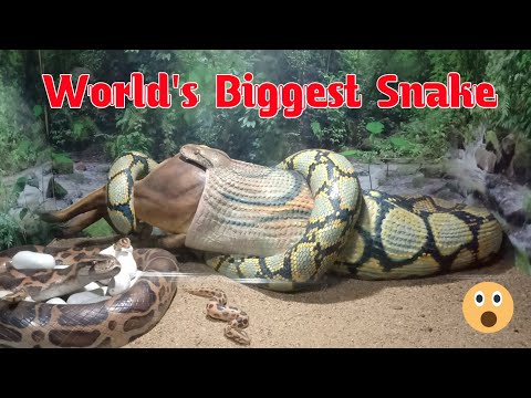 World Biggest And Poisonous Snake 🐍😲 World Big Snake Whatsapp Status Video😯 Shorts Video.