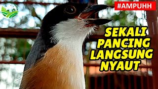 Burung Pentet memanggil untuk Cendet yang MALU atau Malas bunyi