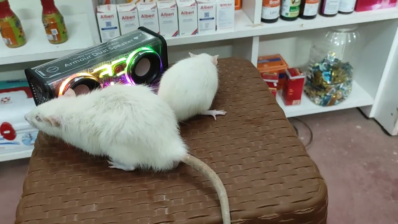 White Albio Rat(High Quality Swissline)