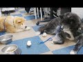 秋田犬会館配信！