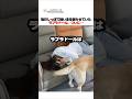 毎日しっぽで飼い主を困らせていたラブラドール、ついに…