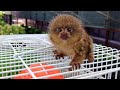 So Adorable Marmoset Monkeys - They're so cute and smallest Monkeys