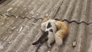 Humor videos   CATS FIGHTING    Супер смешные приколы   Драка котов    面白いビデオ