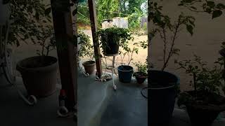 Kutang is live good morning