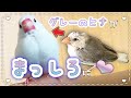 【白文鳥ブン】グレーの雛鳥が立派な白文鳥になるまで【成長】