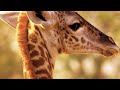 Giraffe Adaptations and Characteristics