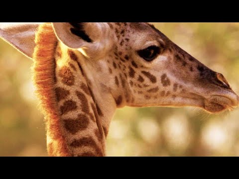 Video: Kā vērši palīdz žirafēm?