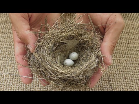 Птичье гнездо - как выглядит вблизи