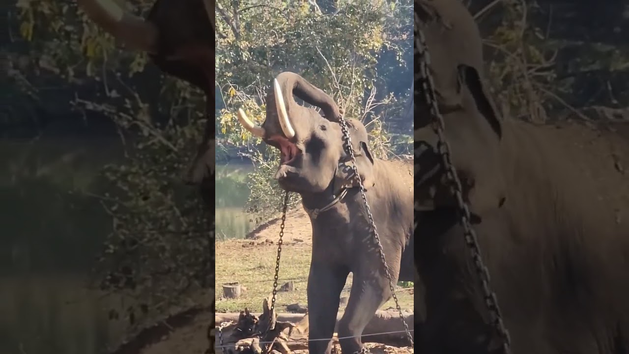 Angry Elephant #shorts #elephant #elephants #angryelephant #animalhillock