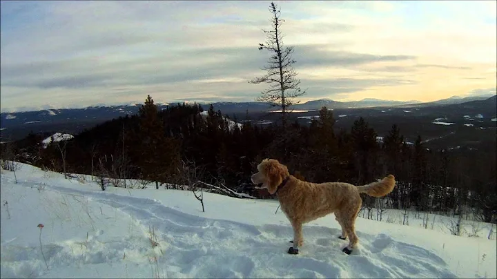 Lopi the Golden Doodle