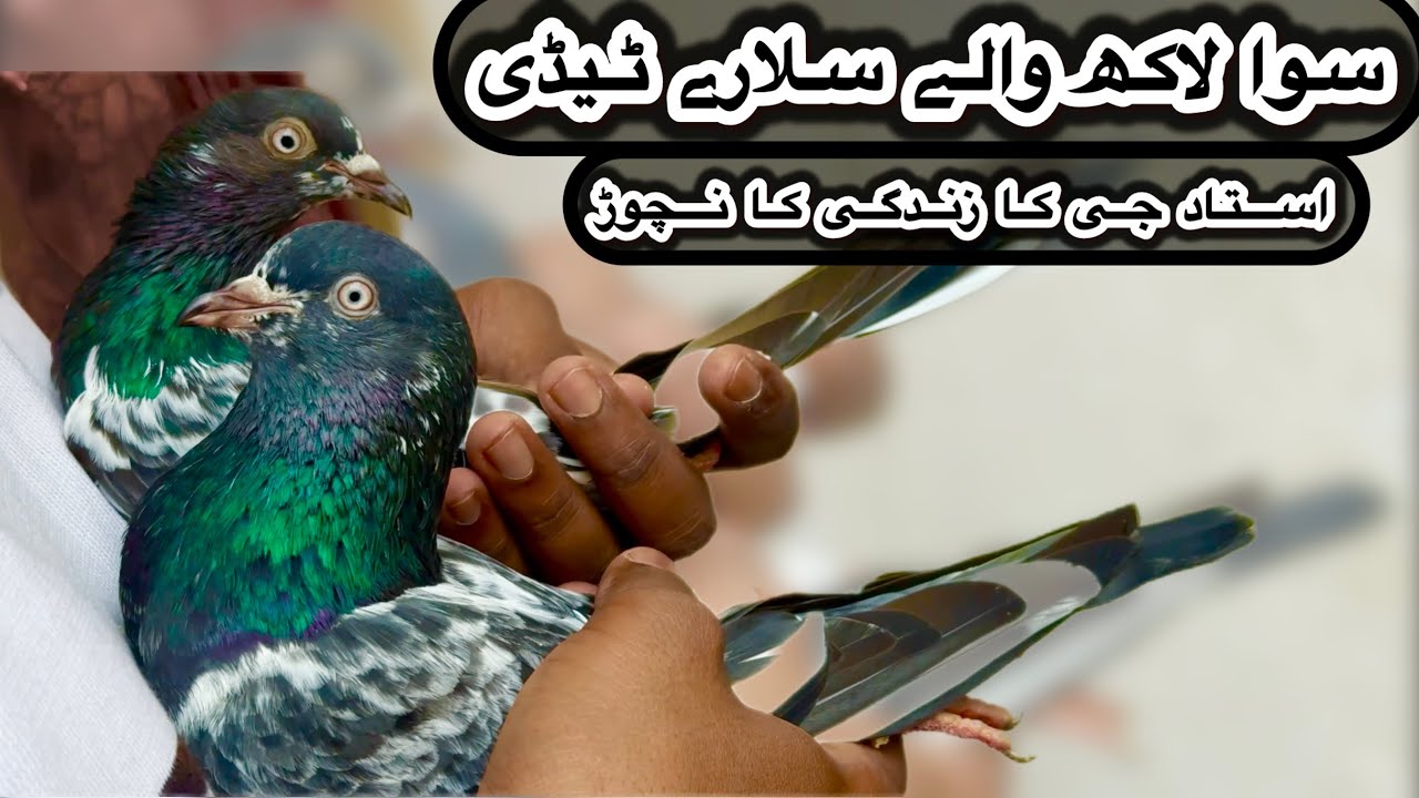 Saw laakh walay salare teddy kabooter + purane ferozpuri neeli ankhon ky 💯% quality kabooter