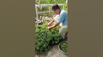 cà phê góc đường cải xà lách xoong của Thái nấu canh ăn