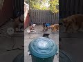 One Fearless Cat Takes on Three Dogs. BraveCat #CatVsDogs #EpicFight