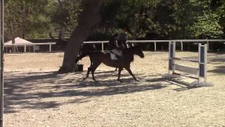 Dolina La Silla 6 Years Old Mare Chiquitin La Silla X Olina V. Indoctro- Home Training