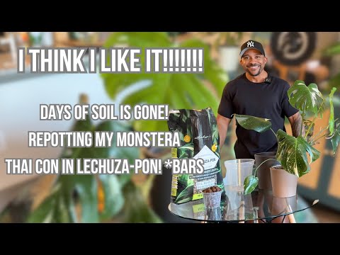 Repotting My Rare Monstera Thai Con in Pon! Tips & Tricks for Thriving A  Plant - YouTube