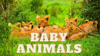 Baby Animals 4K: The World of Young Wildlife