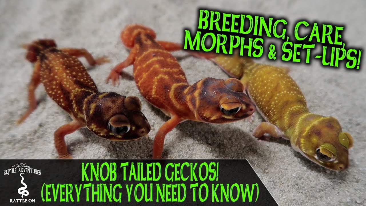 KNOB TAILED GECKOS! (everything you need to know)