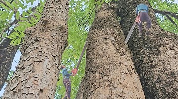 Zagen van supergrote palissanderbomen in Kien Luong. Hightech boomzagen.