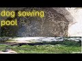 AJ dog sowing pool bhana rha ha