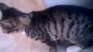259 but the cat dog funny Classic Animal HD video 7