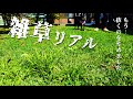 【芝生】＼雑草放置庭／シバゲンで「抜かない」雑草対策