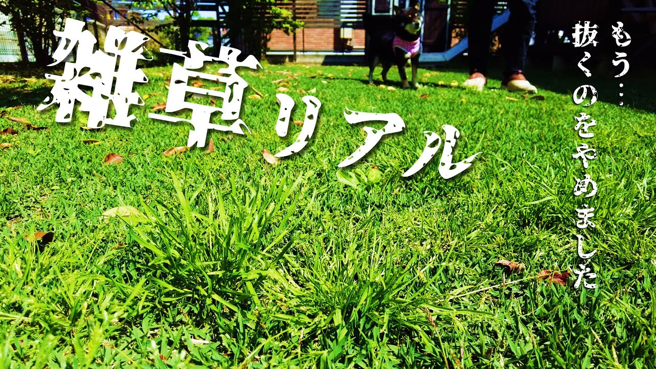 Lawn] \Garden where weeds are left unattended / Shibagen: 