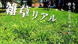 【芝生】＼雑草放置庭／シバゲンで「抜かない」雑草対策