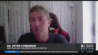 'A Very Unusual Accident': Dr. Peter Corkeron On Diver Nearly Swallowed By Whale Diver Nearly Swallowed By Whale