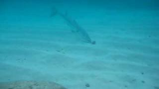 Feeding Baracouda Fish Heads