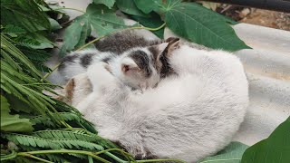 mother cat breastfeeding her kittens 2024