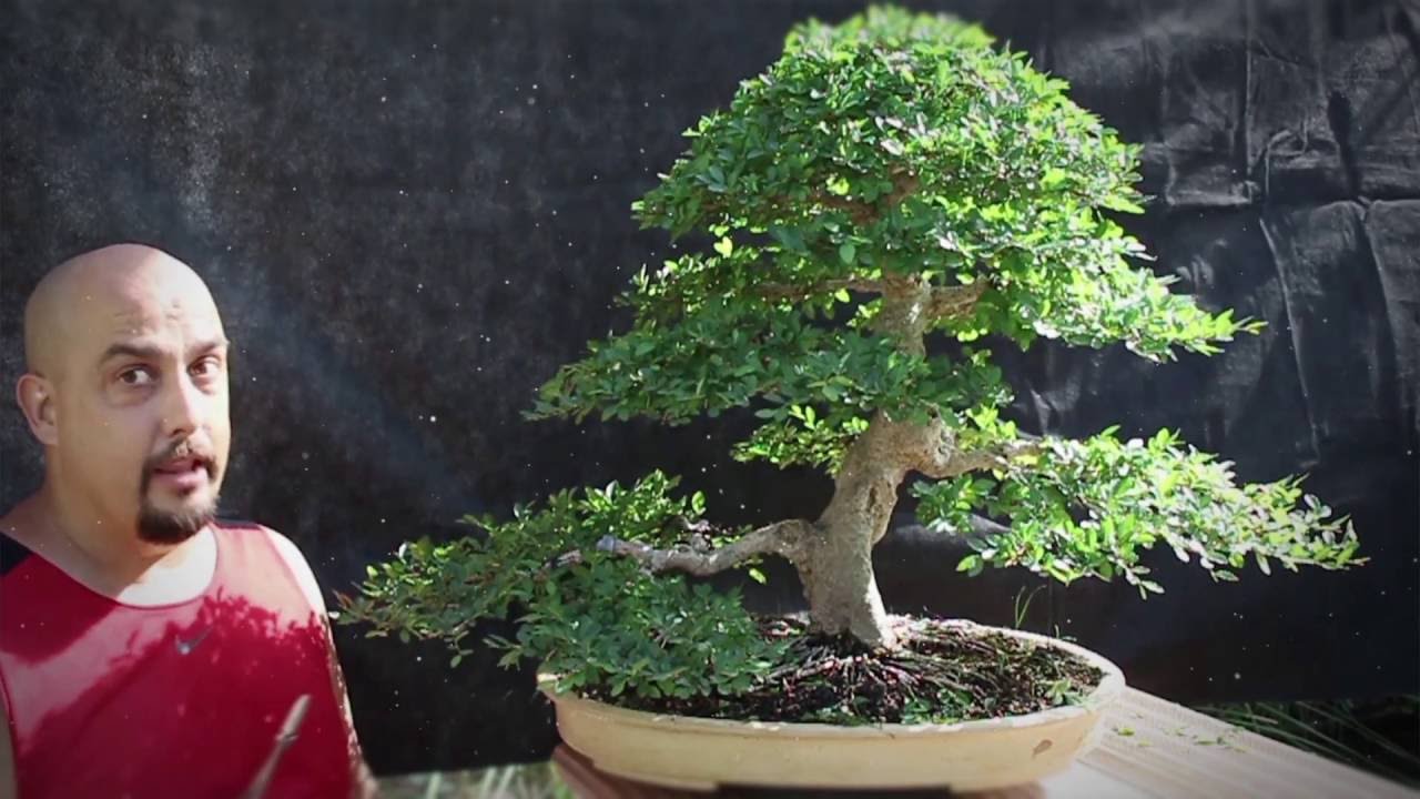 Trailer Escuela de Bonsai Online YouTube