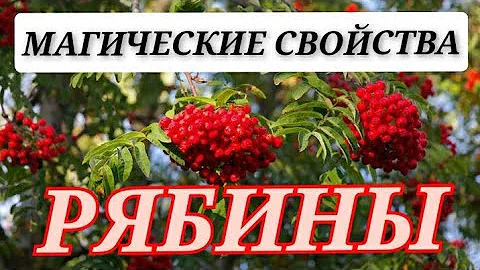 Как Правильно Сажать Рябину Возле Дома , Чтобы она Приносила Счастье | Эзотерика Официальный Канал