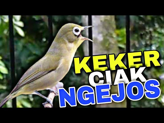 SUARA PIKAT KECIAL KUNING AMPUH | KEKER_CIAK_JOS @lombokkecialkuning class=