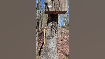 Scout bees checking out the swarm trap.