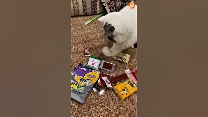 Watch the video about Funny Cats 😹 Try Not To Laugh Challenge (You Will Fail!) #Shorts Part 27