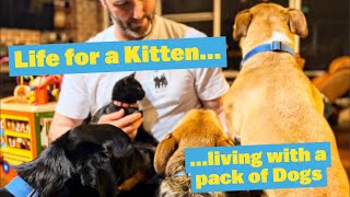 Kitten living with a BIG pack of Dogs | #mastiff #rottweiler #americanstaffy #germanshepherd #kitten