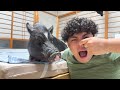 ブタを飼ってみて一番驚いたのは「匂い」でした。