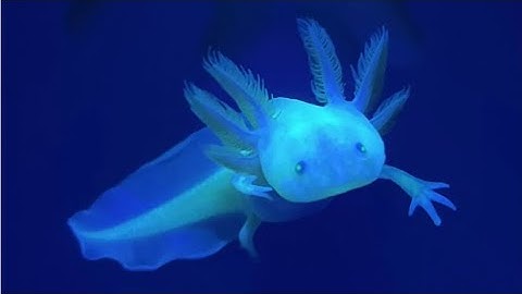 Uuuh glitch? Realistic ragdoll physics